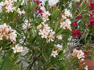 Gelblich blühender Oleander oder Rosenlorbeer (Nerium oleander)