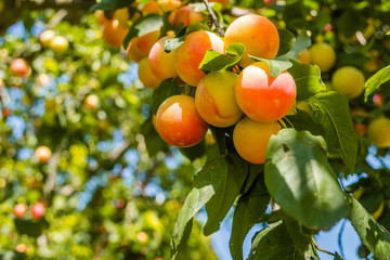 Fruits ripe wild plums in the tree canopy