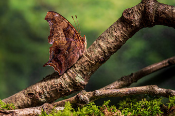 Ohio woodland creature