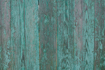 Old rustic wooden fence with shabby and peeling turquoise paint.
