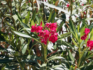 Rosa rot blühender Oleanderoder Rosenlorbeer (Nerium oleander)