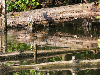 Wild Female Mallard duck with youngs ducklings. Anas platyrhynchos. Beauty in nature. Spring time golden hour. Birds swimming on lake. Young ones.