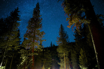 Pine Trees Illuminated In Front of Stars