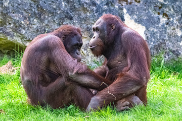 Two orangutan sitting on the grass, funny couple
