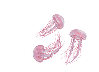 pink jellyfish