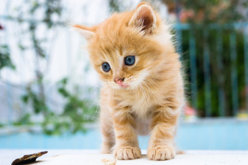 Beautiful little red kitten with blue eyes in street background. Portrait of tabby cat. Street cat and lifestyle concept.