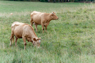 Vaches dans un pâturage