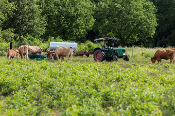Glanrinder neben einem Traktor auf der Weide © Lukas