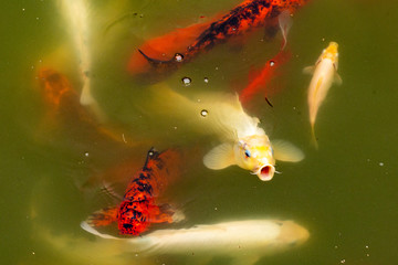 colorful fish in a pond