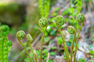 Green ferns deep in forest.
