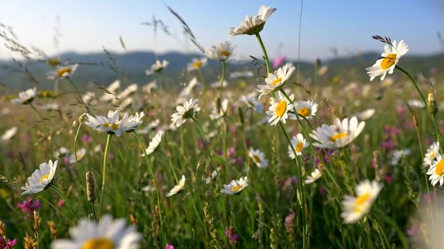 White daisy flowers field meadows. Camera moving through alpine flowering meadows in sunset lights.