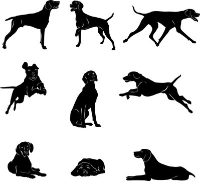 Dog, kurchaar, breed of dogs,  various poses, movements and foreshortenings of figures, black