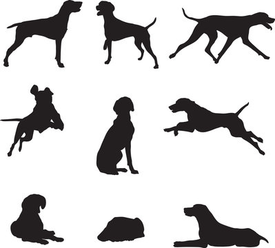 Dog, kurchaar, breed of dogs,  various poses, movements and foreshortenings of figures, black