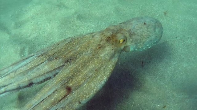 octopus swimming under  sand  ,  underwater video footage  hd