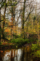 Fototapeta na wymiar Autumn colours on beech trees over a small river in Wicklow, Ireland