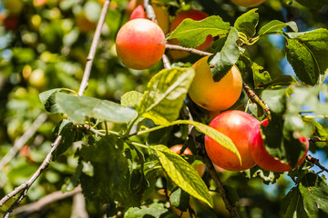 Fruits ripe wild plums in the tree canopy