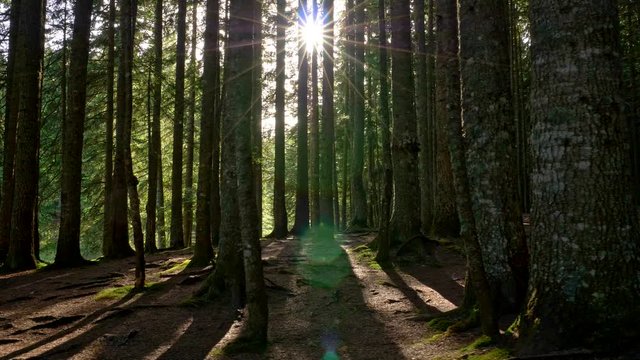 Magical mystery mountain forest at sunrise. Walking through dark forest with morning sunrays. Gimbal shot