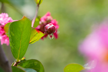 the water drops after raining
