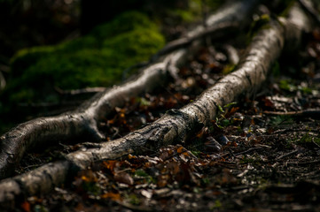 A wet branch lies on the forest floor surrounded by oak and beech leaves. Autumn colours. Ireland