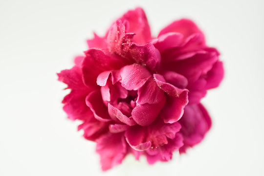 Peony pink color close-up on a white background. Fresh flowers isolate. Selective focus. Copy space. Horizontal frame