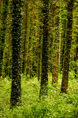 A wild forest of tall straight fir trees covered with climbing ivy and dense bushes