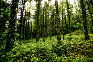 A wild forest of tall straight fir trees covered with climbing ivy and dense bushes