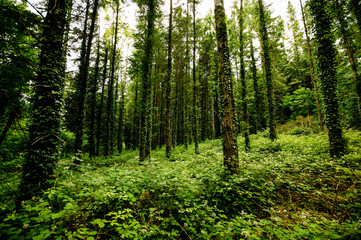 Fototapeta premium A wild forest of tall straight fir trees covered with climbing ivy and dense bushes