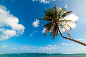 Palm tree in Autre Bord beach in Guadeloupe
