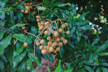 fruit on tree