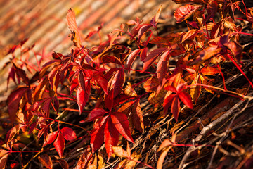 Red leaves of the Virginia Creeper growing on a corrugated metal roof