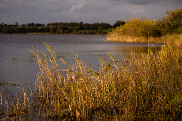Reed grass at Lough Gowna, Ireland