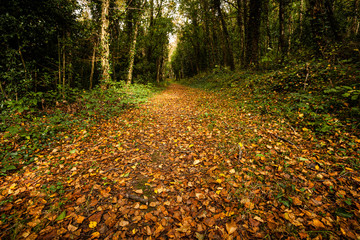 A path covered in Beech tree leaves leads through the forest at Lough Gowna, Ireland
