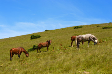 Naklejka na ściany i meble Horse grazing.Ukrainian Carpathian Mountains.