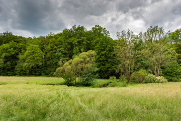 Blick über die Felder auf die Bäume  an einem stürmischen Tag