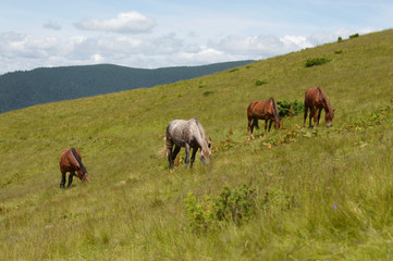 Fototapeta na wymiar Horse grazing.Ukrainian Carpathian Mountains.