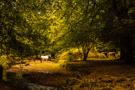 Horses in a Forest Clearing