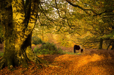 Horse grazing under a tree
