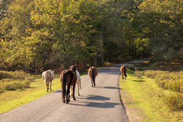 Horses walking in road