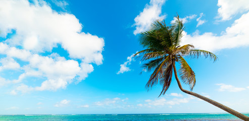 Fototapeta na wymiar Palm tree in Autre Bord beach in Guadeloupe