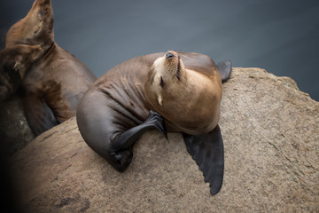 Sea Lion basks on rock and scratches behind ear in Monterey California