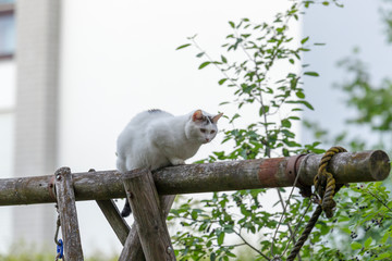 Black and white domestic cat sits on a wooden beam