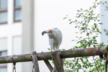 Black and white domestic cat sits on a wooden beam