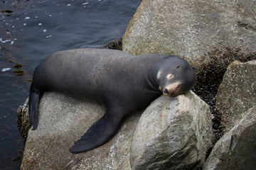 Male Sea Lion Sleeping on Rocks in Monterey California
