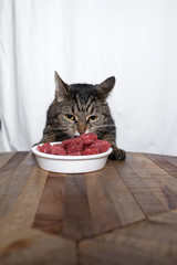 tabby shorthair cat eating raw beef meat out of a white feeding bowl on a wooden table in front of white background