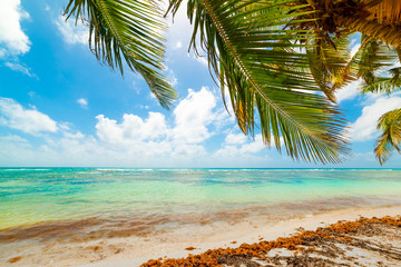 Palm tree in Bois Jolan beach in Guadeloupe