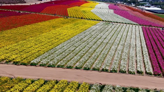 Aerial view of Carlsbad Flower Fields. tourist can enjoy hillsides of colorful Giant Ranunculus flowers during the annual bloom that runs March through mid May. Carlsbad, California, USA