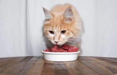 young cream tabby ginger maine coon cat eating tasty red beef meat in front of white curtains