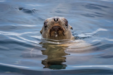Obraz premium Sea Lion Emerges from Ocean with Water Drops on Whiskers