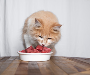 cream tabby ginger maine coon cat eating raw beef meat