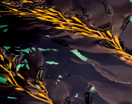 Close up Kelp Floating on Ocean Surface in California Abstract Image